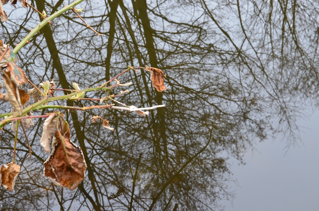 2018-04-14 Copenhagen/Utterslev Mose/DSC_0085.JPG